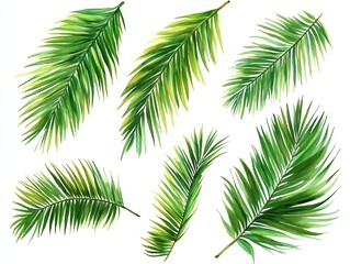 Obraz premium A collection of eight palm leaves isolated on white background. The leaves are arranged in a variety of positions and angles.