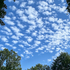 Beautiful Blue Sky with Wispy White Clouds Framed by Green Trees in a Serene Natural Landscape During a Clear Sunny Day