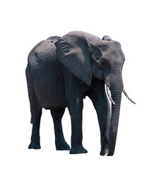 Fototapeta premium African elephant isolated on white transparent, huge safari animal with trunk