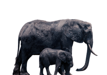 African elephant mother and baby isolated on white transparent, huge  safari animals