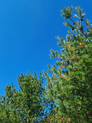 
Blue sky and pine trees