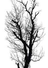 Obraz premium Silhouette of bare tree with branches isolated on white. Black and white vector illustration 