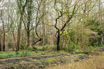 river in the woods