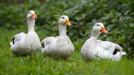Obraz premium Trio of white ducks on lush green grass, showcasing a serene outdoor setting