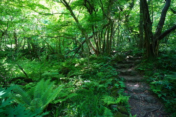 Obraz premium wild spring forest in the gleaming sunlight 