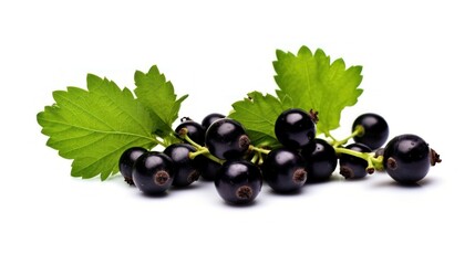 Fresh Black Currants with Green Leaves
