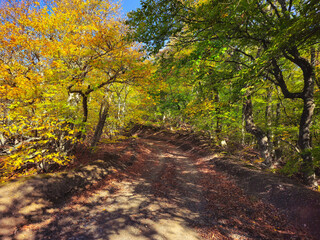 Obraz premium Beautiful nature landscape forest in Demerdzhi, Crimean Peninsula.
