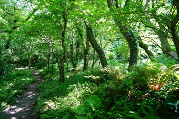 Fototapeta premium fresh ferns in the spring sunlight 