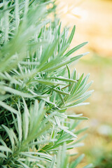 Close-up of lavender leaves. Production of essential oil.