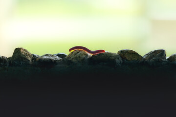 Animal Series : A millipede is walking on the rocks