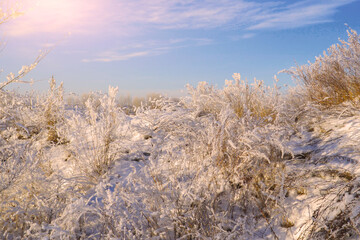 Beautiful dry grass covered with snow in the hoarfrost