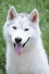  White and gray husky dog sitting in a mowl with dandelions and looks away