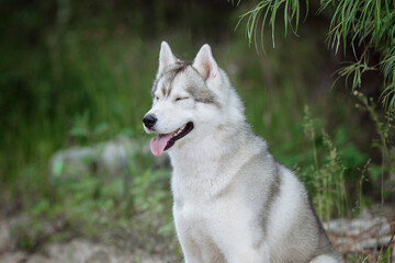  White and gray husky dog sitting in a mowl with dandelions and looks away
