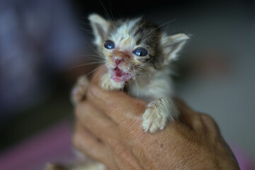 Thai kittens are born very small.