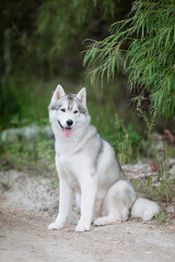  White and gray husky dog sitting in a mowl with dandelions and looks away