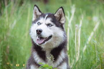 Fototapeta premium White and gray husky dog sitting in a mowl with dandelions and looks away