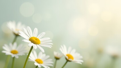 Fototapeta premium A field of white daisies with a blue sky in the background