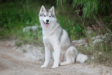 A delightful gray Siberian husky stands on green meadow in the background of a forest. A dog on a natural background.