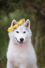 White cute husky dog with wreath of dandelions, summer walking day, green meadow of park