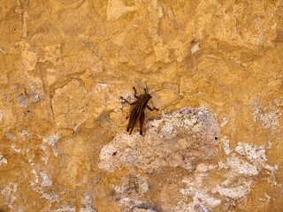 Image of brown grasshopper on the wall