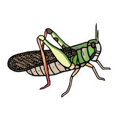 トノサマバッタ　イラスト