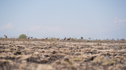 A majestic herd of deer grazes across a dry savanna landscape, their graceful forms contrasting with the arid terrain. Capturing the beauty of wildlife in its natural habitat. ideal for nature themes