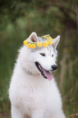Obraz premium White cute husky dog with wreath of dandelions, summer walking day, green meadow of park