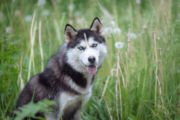 A delightful gray Siberian husky stands on green meadow in the background of a forest. A dog on a natural background.