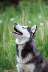 A delightful gray Siberian husky stands on green meadow in the background of a forest. A dog on a natural background.