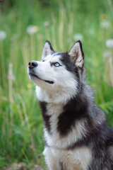 A delightful gray Siberian husky stands on green meadow in the background of a forest. A dog on a natural background.