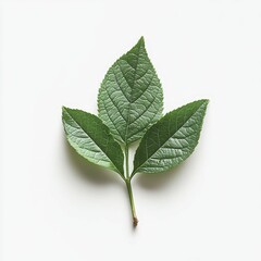 Three green leaves on a white background.