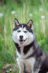A delightful gray Siberian husky stands on green meadow in the background of a forest. A dog on a natural background.