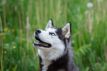 A delightful gray Siberian husky stands on green meadow in the background of a forest. A dog on a natural background.