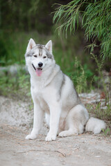 A delightful gray Siberian husky stands on green meadow in the background of a forest. A dog on a natural background.