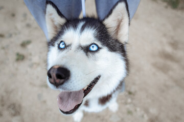 A delightful gray Siberian husky stands on green meadow in the background of a forest. A dog on a natural background.