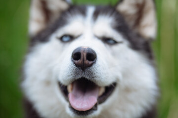 A delightful gray Siberian husky stands on green meadow in the background of a forest. A dog on a natural background.