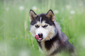 A delightful gray Siberian husky stands on green meadow in the background of a forest. A dog on a natural background.