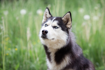 A delightful gray Siberian husky stands on green meadow in the background of a forest. A dog on a natural background.