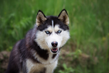 A delightful gray Siberian husky stands on green meadow in the background of a forest. A dog on a natural background.