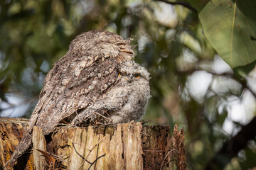 A well camouflaged frogmouth mother and chick which are not owls, with the chick looking  at the photographer as the two of them perch on a tree stump in a mangrove area in Queensland, Australia.