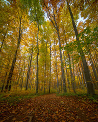 Looking up through a forest canopy in autumn, with trees displaying vibrant shades of green, yellow, and orange. The leaves create a warm, colorful ceiling as sunlight filters through.