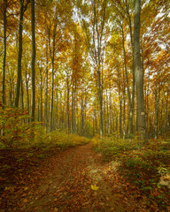 Obraz premium Looking up through a forest canopy in autumn, with trees displaying vibrant shades of green, yellow, and orange. The leaves create a warm, colorful ceiling as sunlight filters through.