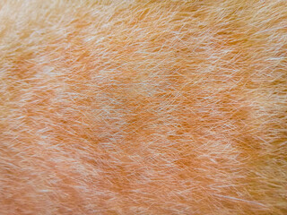 brown fur texture. close up of orange and white cat fur. animal fur is soft and healthy