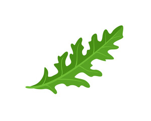 Naklejka premium Arugula isolated on white. Green fragrant herb icon. Vector cartoon flat illustration.