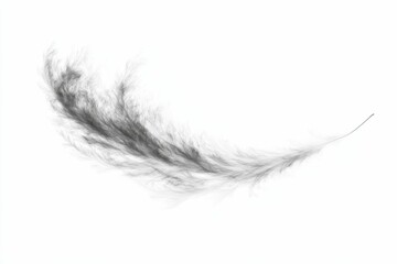 Obraz premium Single black feather on white background.