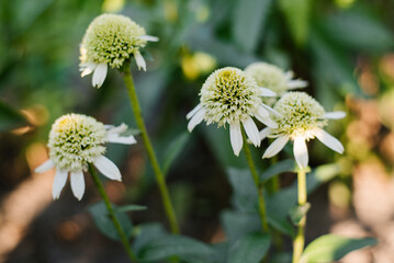 White Flowers terry Echinacea Delicious Nougat in garden