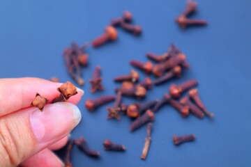 Woman's hand holding Clove (Syzygium aromaticum L, isolated on dark background with close view.
