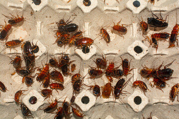 Red runner cockroach, Close-up cockroach insects commonly used as pet food