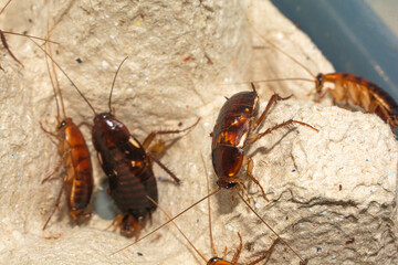 Red runner cockroach, Close-up cockroach insects commonly used as pet food