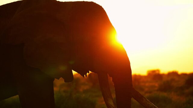 amboseli national park tusker Craig footage taken during sunset with mt kilimanjaro as backdrop. 